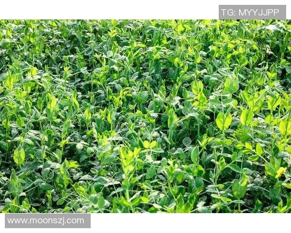 周丽独家分享网球心得与技巧助你提升球技的全面指南